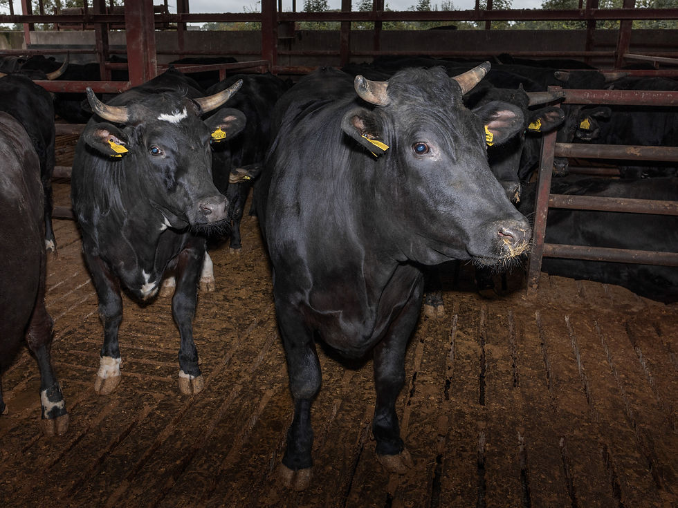 veire cattle +horns BP0A2731-01.jpg
