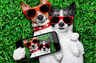 Dogs-That-Are-the-Biggest-Social-Media-S
