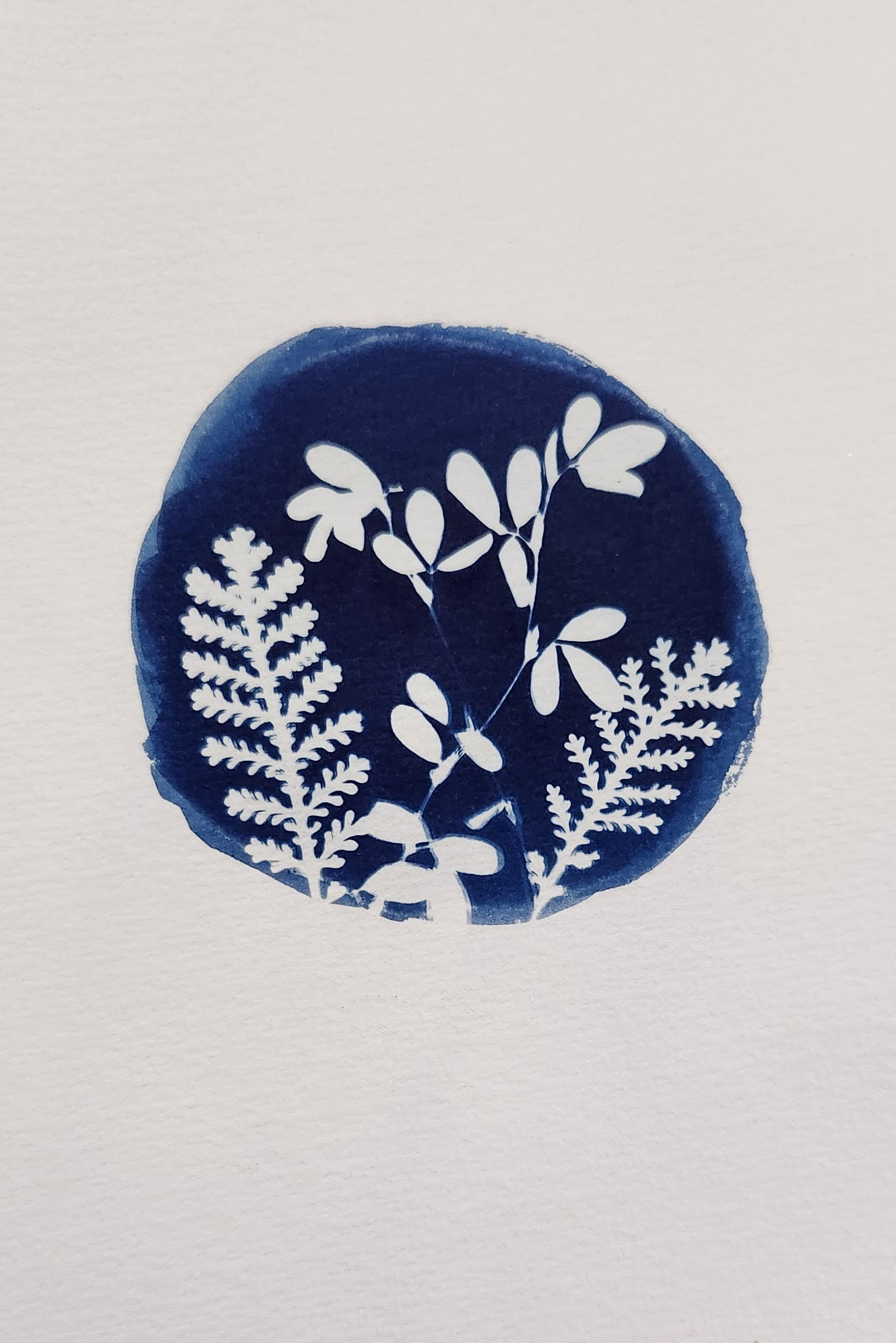 Floral Round Cyanotype Print 5x7in