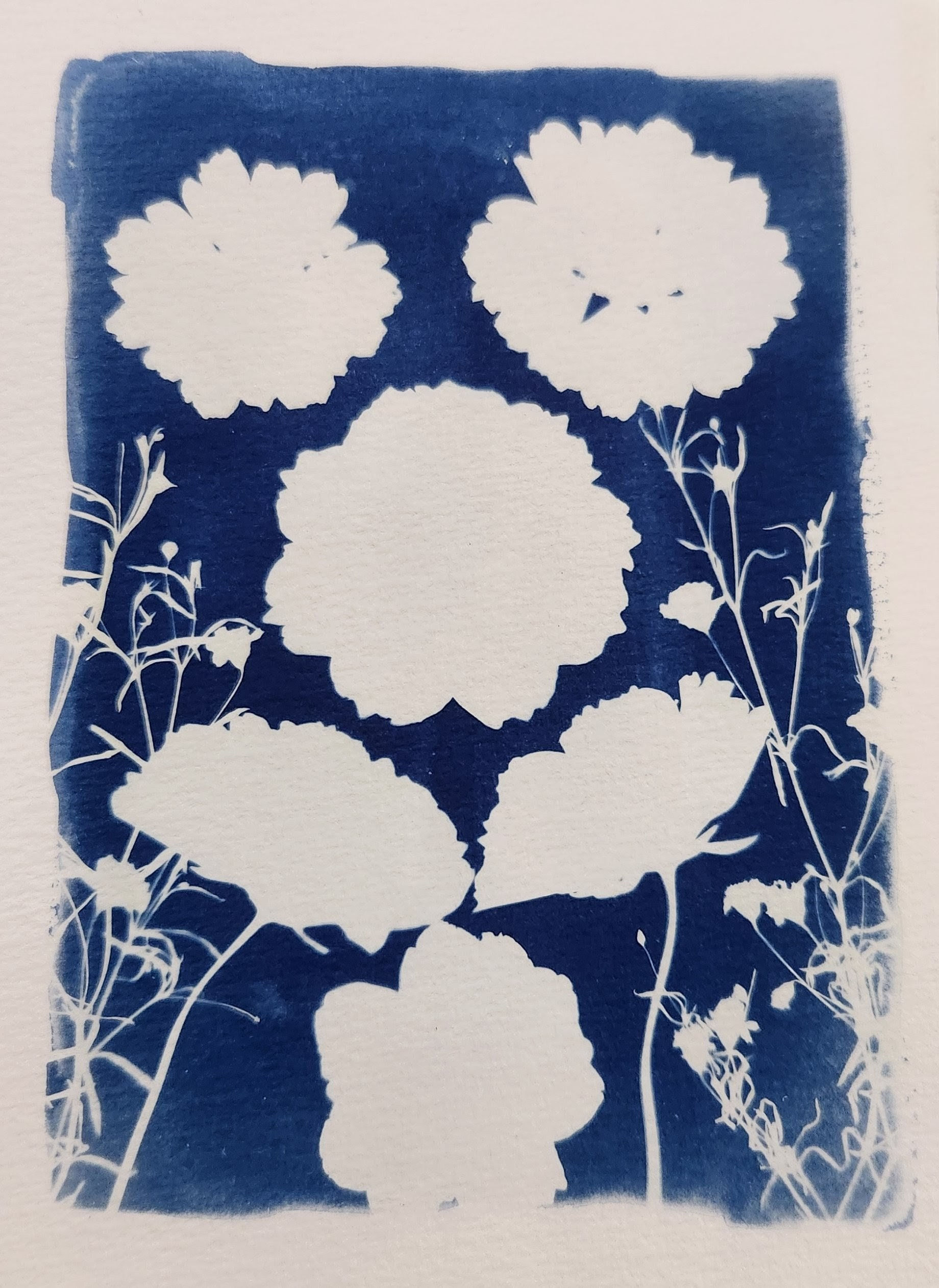 Floral Cyanotype Print 5x7in