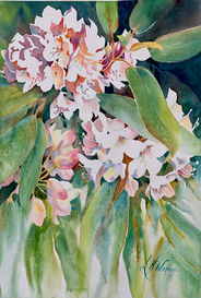 Rhododendron watercolor flowers by Linda Wokoun artist.jpeg