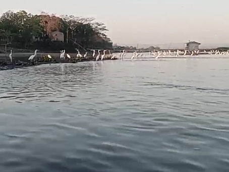 Bajan los niveles del Río Magdalena, descubren 'playa' en Pedraza.