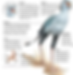 Secretary bird