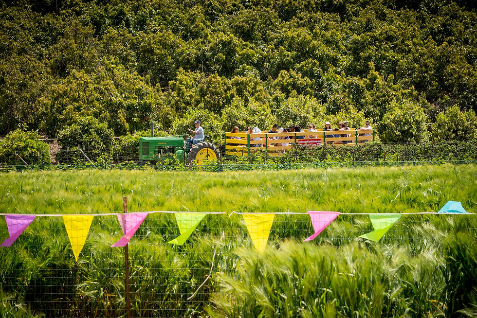 Springfest carnival rides and swings at Redondo Beach family festival in Los Angeles area