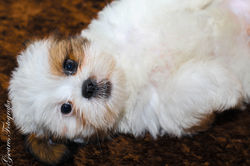 pet (7)