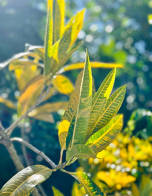 YellowLeaves.jpg