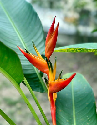 BirdOfParadise.jpg