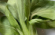 IMG_0898.jpeg