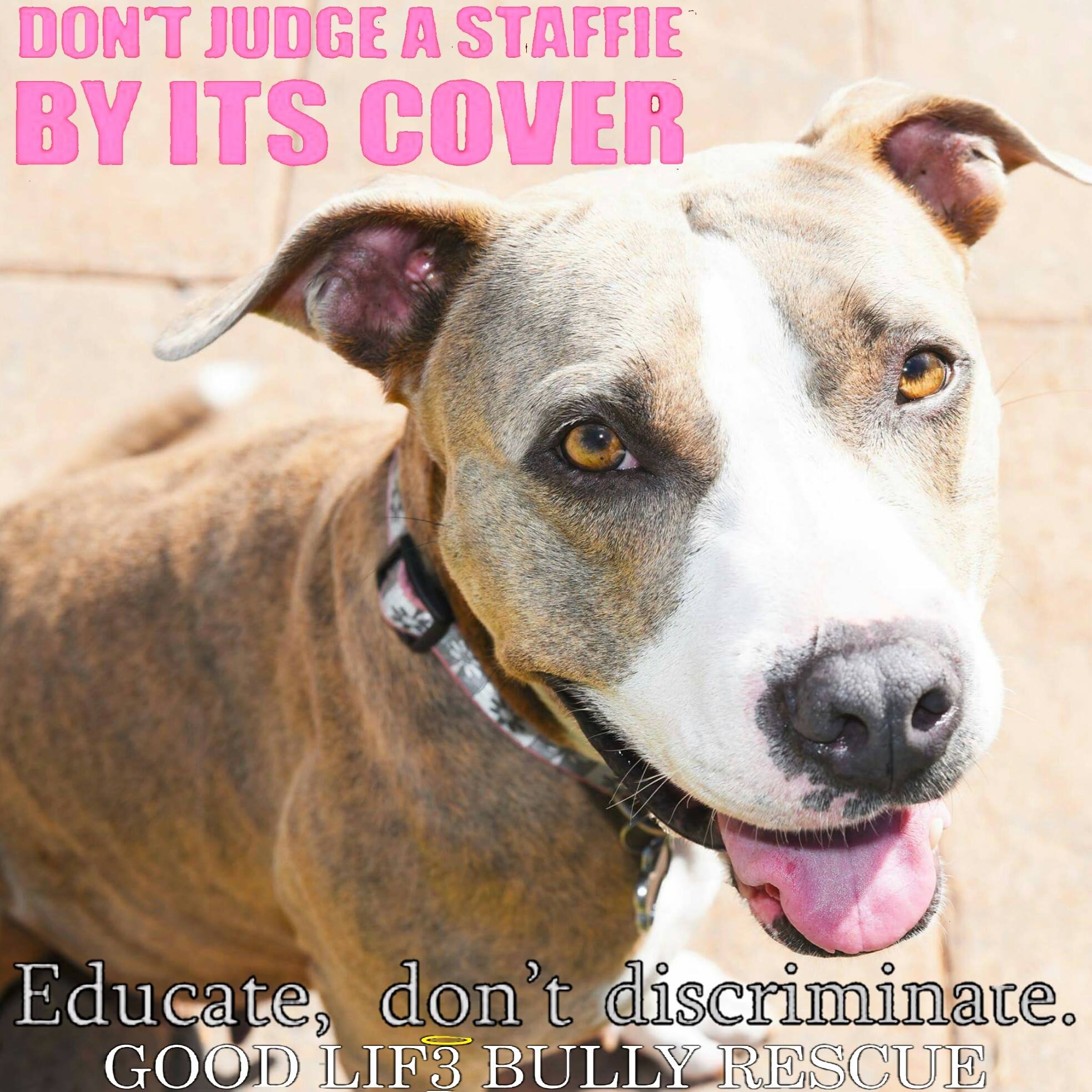pit bull rescue good