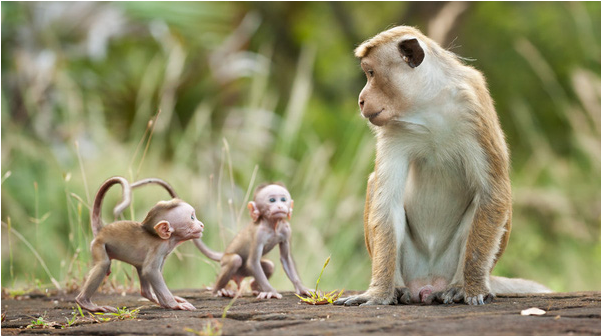 Nằm mộng thấy con khỉ đánh con gì? Giải mã giấc mơ thấy khỉ trong lô đề content media