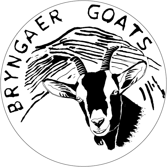 Bryngaer Goats cheese from Wales