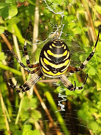WASP SPIDER.jpeg