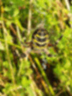 WASP SPIDER