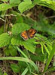 Gatekeeper Butterfly