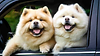 Chow Chow Dogs Enjoying Car Ride.png