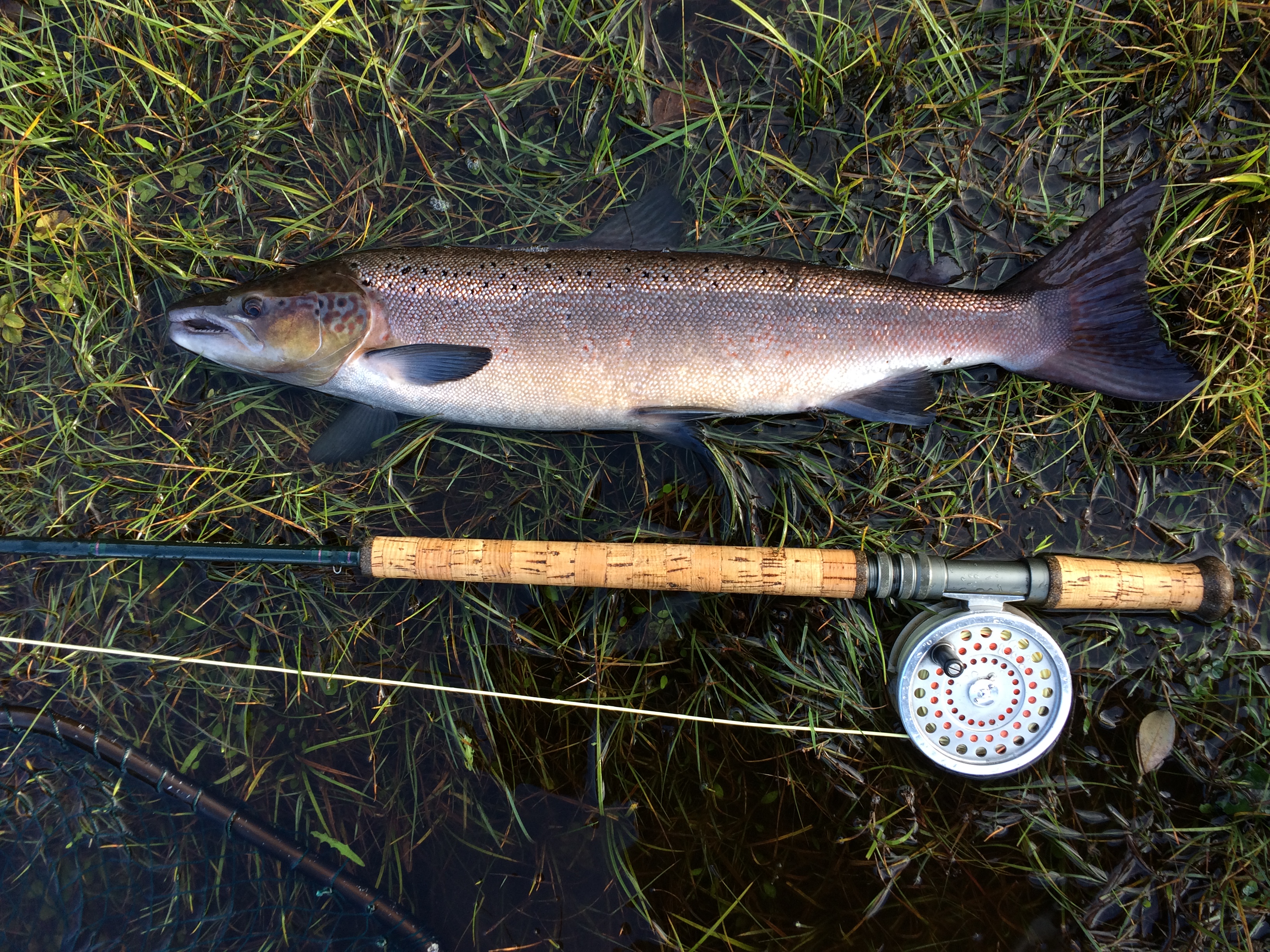 Backend grilse