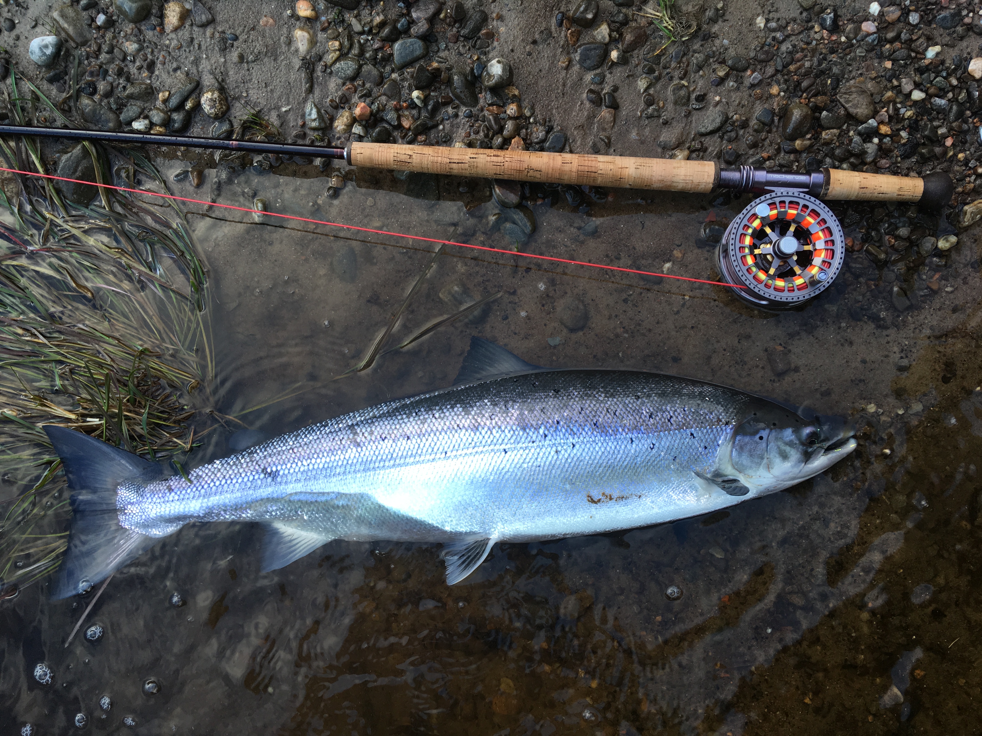 Dave Johnstone 15lb