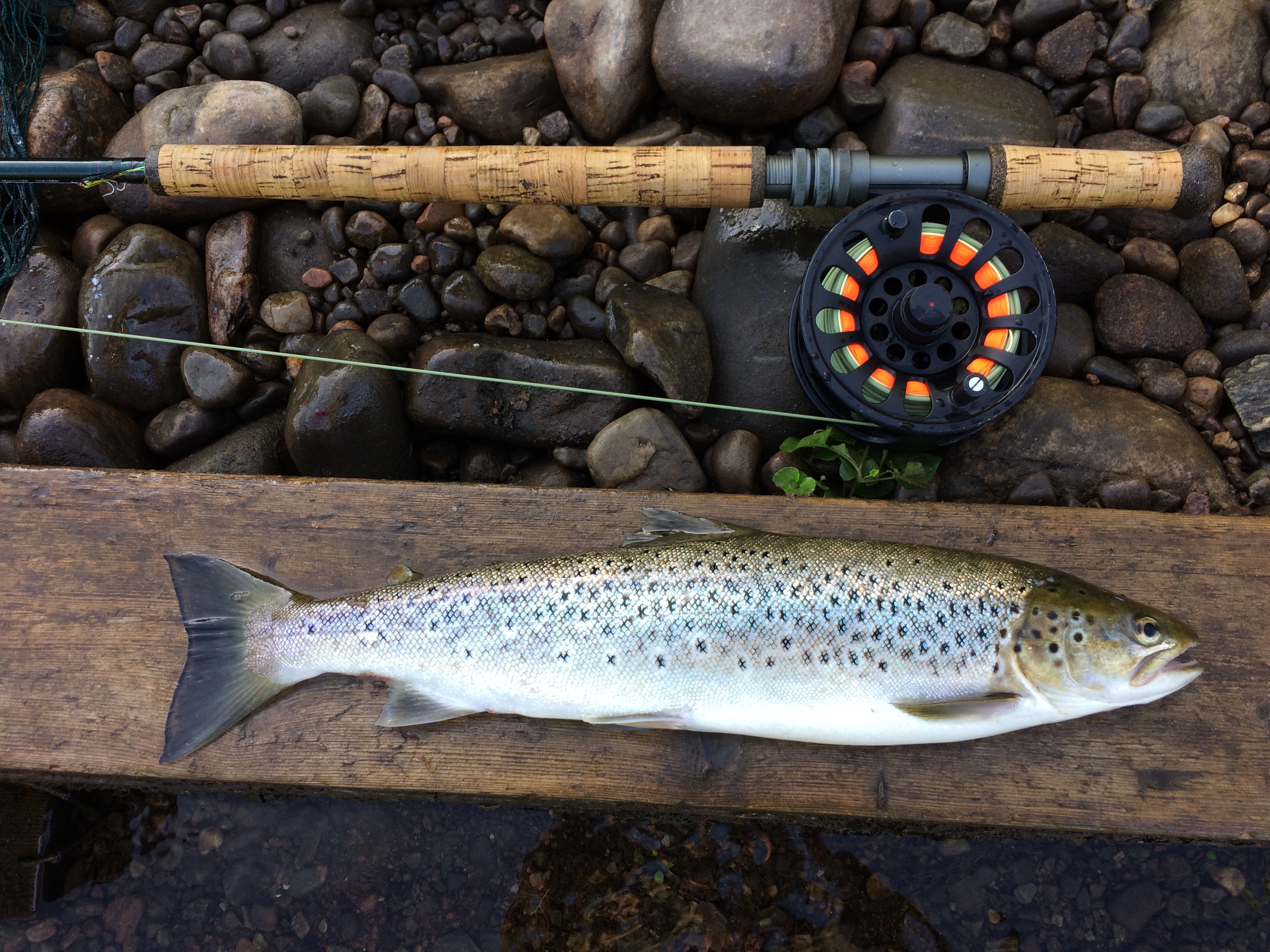 3lb Seatrout Dave J