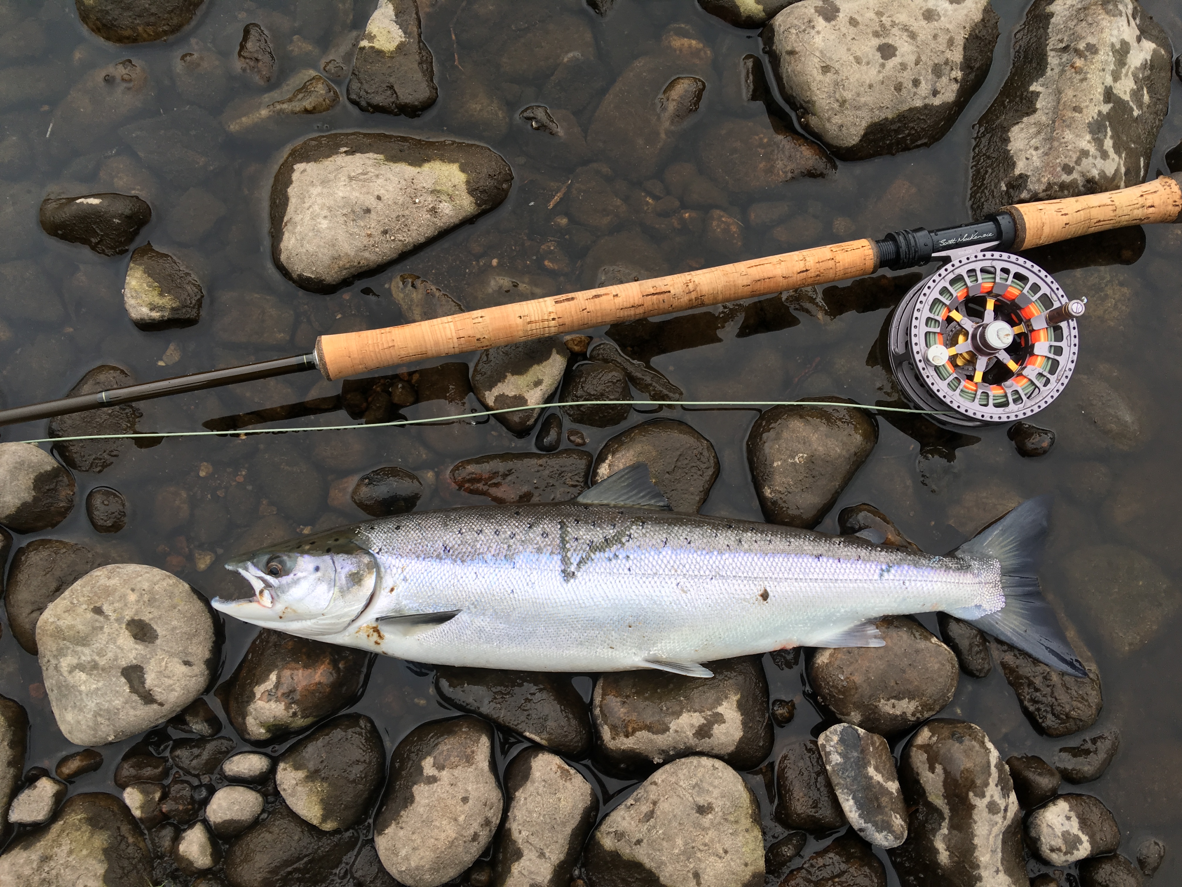 Dave J 3lb grilse upper bridge pool