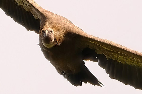 Ein Gänsegeier im Anflug