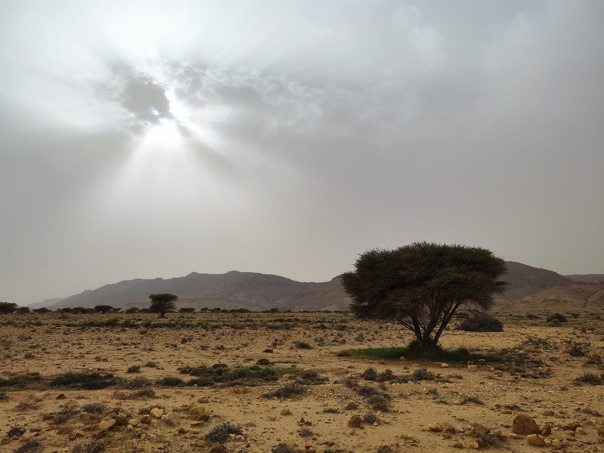 Blick in den Bouhedma Park