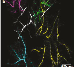 Benezra eLife Publication