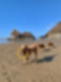 hazel, beach day, frisbee.JPEG