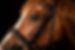 Pferd Studio.jpg