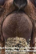 Cappela rear udder.jpg