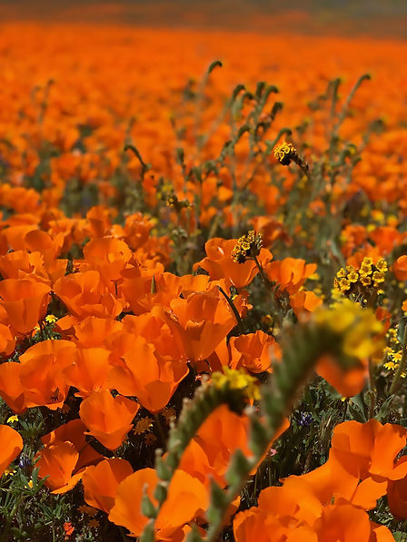 Myers_Micah_Poppies_2020.jpeg