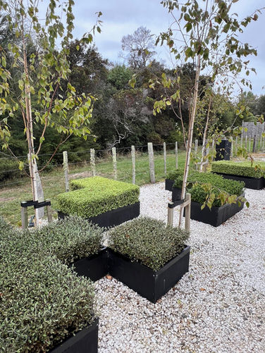 Planter box garden with white birch trees