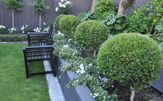 Buxus balls and trailing white ground covers spilling over the retaining wall