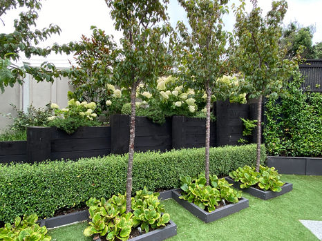 Trees in planter boxes with hedges and hydrangeas