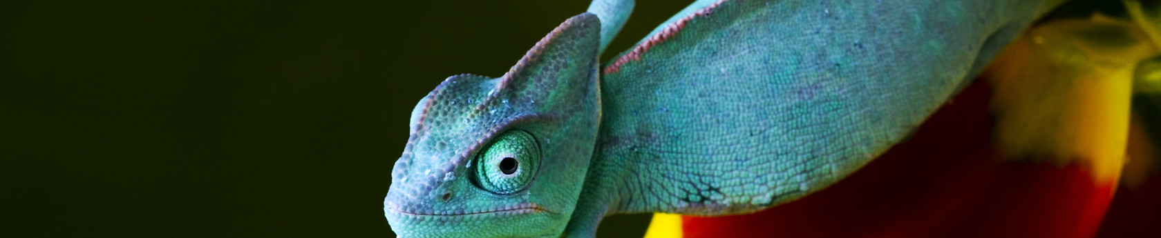 azul Chameleon