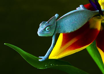 Blue Chameleon