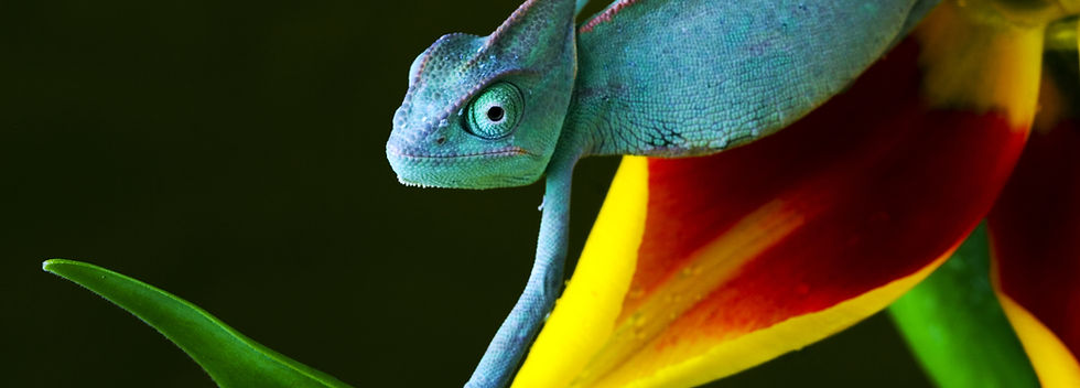 Blue Chameleon