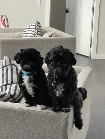 Dr. Christine Wickenheiser Ask Vet Christine