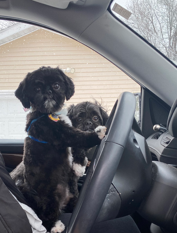 Dr. Christine Wickenheiser Ask Vet Christine