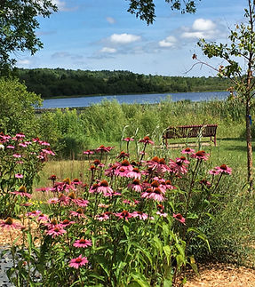 Pink coneflowers in a community garden overlooking a lake.