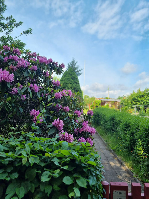 Die richtige Pflege fr Rhododendren und Hortensien