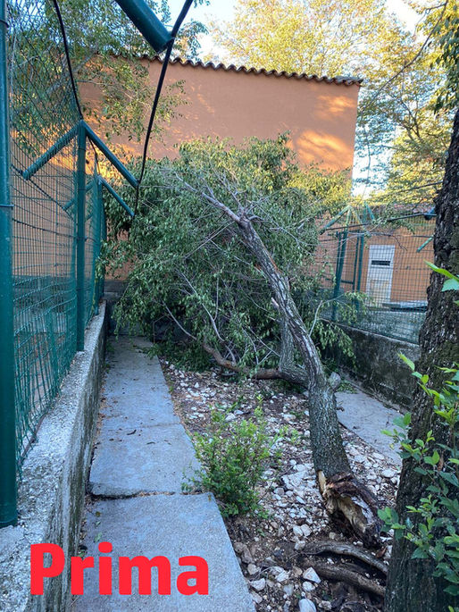 S.o.s. albero caduto: grazie a Verde Bio Giardinieri!