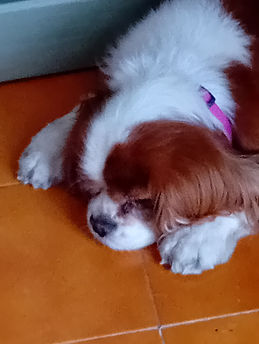 Lilly.jpg