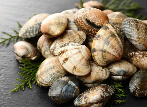 あさり（貝付き）100g：約12粒 | Set Lip