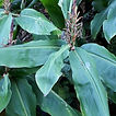 weed-wild-ginger.jpg