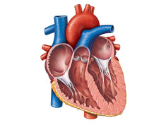Quantum-Mandela Effect Questionnaire : Human Anatomy