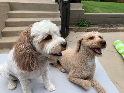 Henry & Tulloh 2