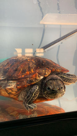 Brian's Turtle