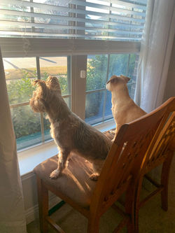 Buddy & Poppie1