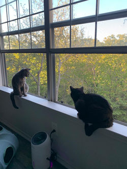 Miso & Max 1