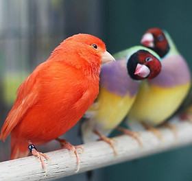 Finch/Canary | plymouthpet
